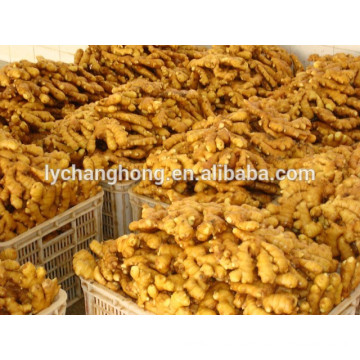 2014 new crop fresh ginger 12kg/ctn Linyi origin